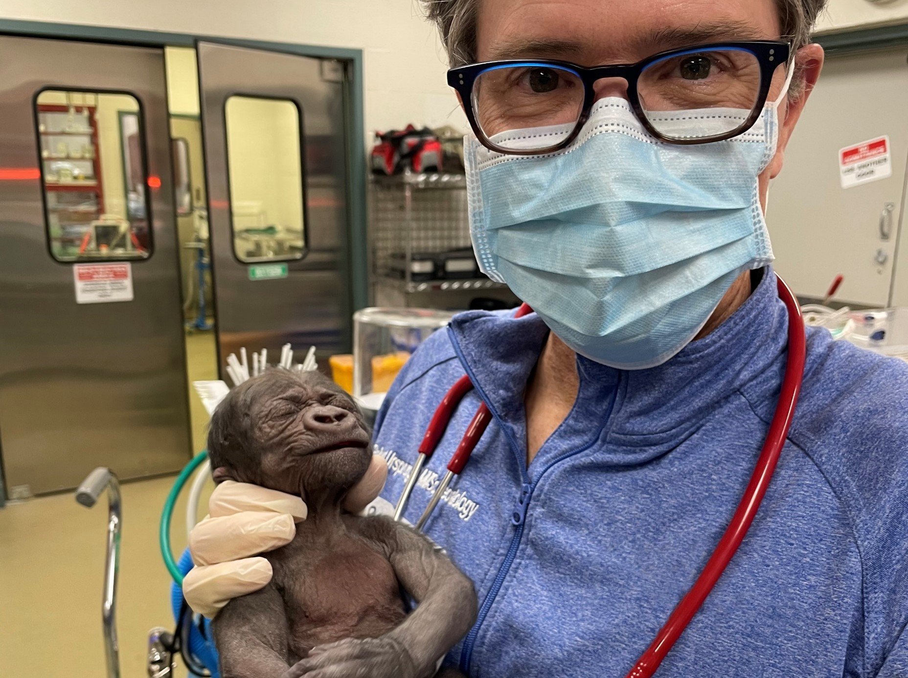 Beyond Human: Premature Infant Gorilla Receives Life-saving Neonatal Care